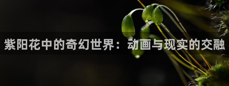 风车动漫(p)_专注动漫的门户官网动漫
